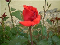 37030b86-Picture 4219.jpg